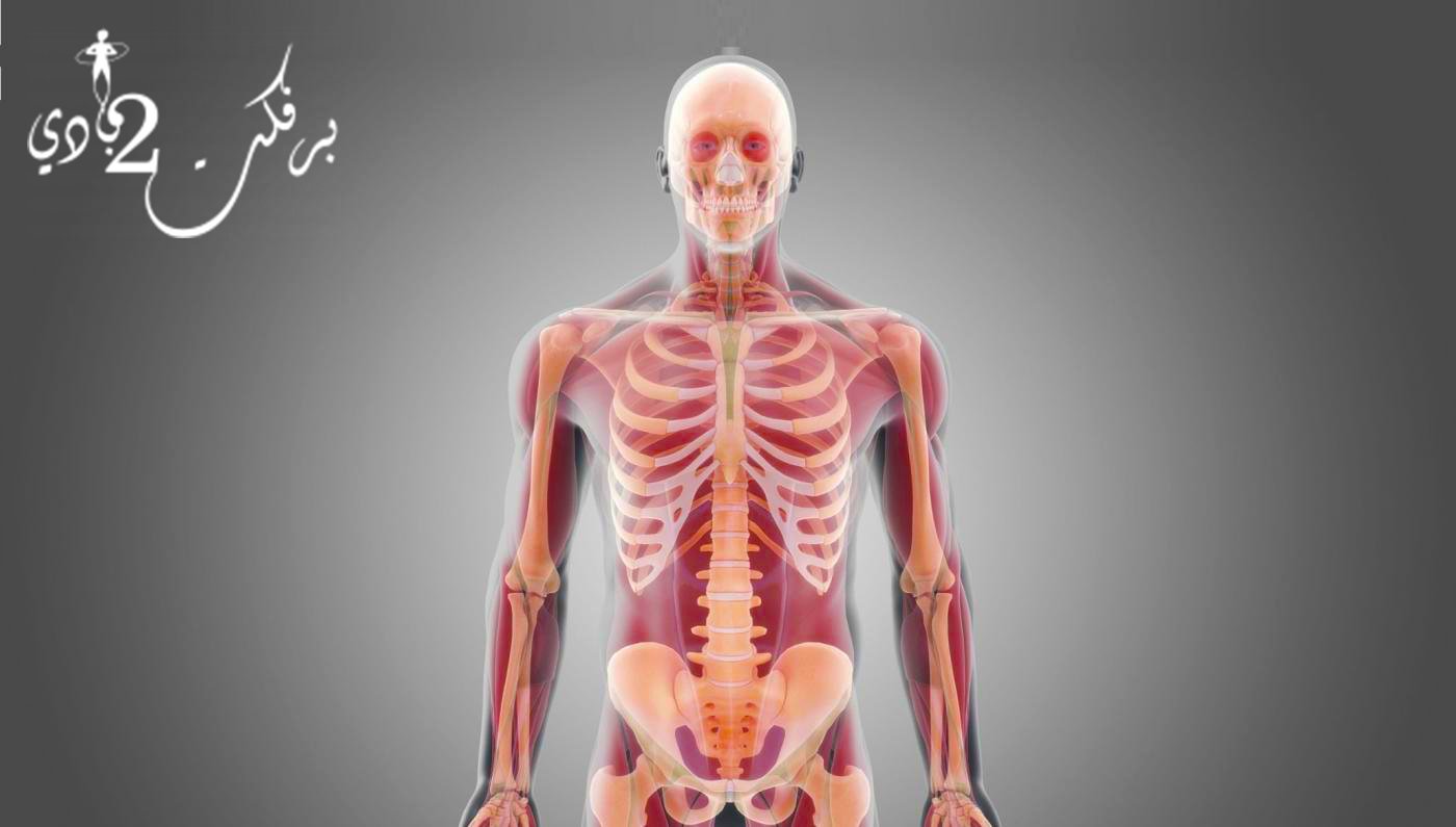 هل عظام الإنسان تقل كثافة مع مرور الوقت ؟
